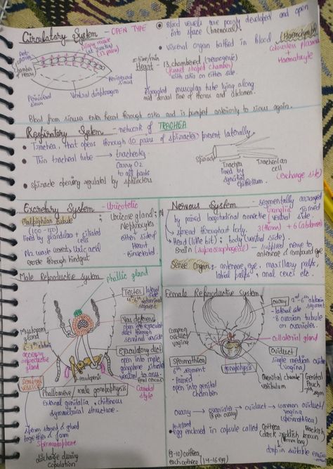 Short Notes Of Biology, Cockroach Notes Neet, Biology Short Notes For Neet, Icse Class 10 Biology Notes, Class 12 Biology Notes Evolution, Neet Notes, Learn Biology, Anime Eye Makeup, Short Notes