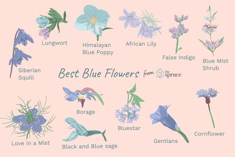 Blue can be elusive in the garden, but these flowers offer varying shades of brilliant blue and can be grown by gardeners in many different climates. Blue Flower Names, Types Of Blue Flowers, Blue Flowering Plants, African Lily, Hydrangea Varieties, Flower Garden Plans, Types Of Blue, Aquaponics Plants, Blue Plants