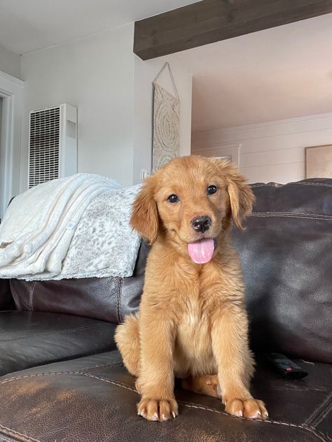 Golden Retriever Puppy Aesthetic, Aesthetic Golden Retriever, Golden Retriever Aesthetic, Golden Puppies, Golden Puppy, Very Cute Dogs, Cute Dog Pictures, Super Cute Animals, Golden Retriever Puppy