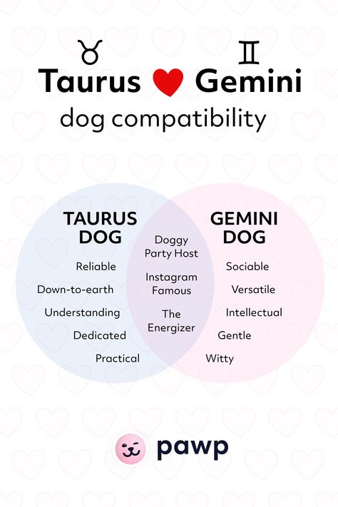 Gemini And Taurus Relationship, Taurus And Gemini Compatibility, Taurus Relationships, Dog Zodiac, Gemini Compatibility, Zodiac Cusp, Gemini Taurus, Taurus Love, Weekly Horoscope