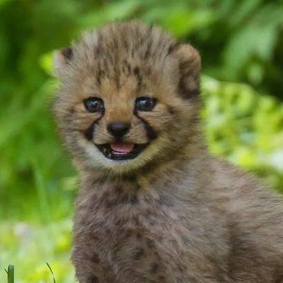 Cheetah Pictures, Baby Cheetahs, Animals Care, Silly Animals, Fluffy Animals, Cute Wild Animals, Animal Jokes, Cool Pets, Animal Planet