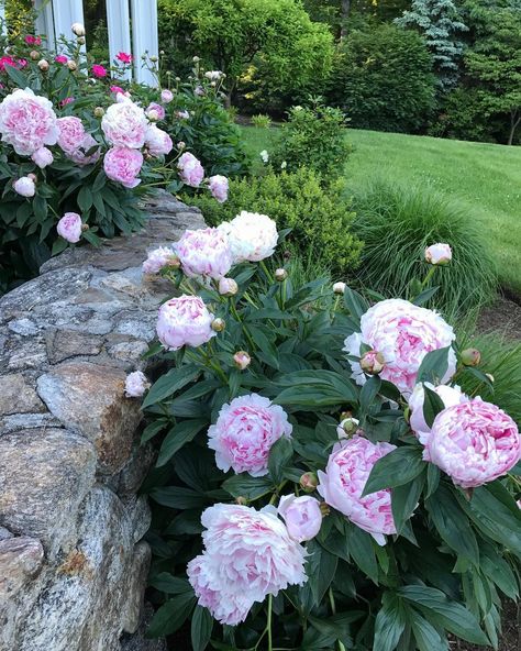 307 Likes, 19 Comments - Stacey Bewkes (@quintessence) on Instagram: “Beautiful evening - sorry for the peony overload! Such a short season! #peony #home #garden…” Home Garden Flowers, Peony Flower Garden, Planting Peonies, Flowers Peonies, Growing Peonies, Flower Garden Design, Gardening Flowers, Peonies Garden, Gardening Outfit