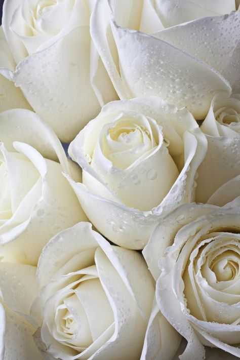 white roses Rosen Beet, Belle Rose, Water Droplets, Love Rose, Shades Of White, Rose Garden, Love Flowers, Pure White, My Flower