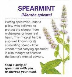 Properties of Spearmint Magickal Herbs, Witch Herbs, Witch Garden, Magic Herbs, Magical Herbs, Healing Plants, Herbal Magic, Healing Herbs, Kitchen Witch