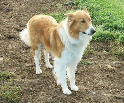 Welsh Sheepdog, Scotch Collie, English Shepherd, Collie Mix, Rough Collie, Finger Lakes, Collie Dog, Australian Shepherd, Life Is Beautiful