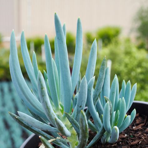 🌵💙 Elevate your succulent collection with our blog post, "Grow and Care for Blue Chalk Sticks"! Discover the mesmerizing beauty of these drought-tolerant plants, learn about their unique blue hue, and get expert advice on their ideal growing conditions. Unleash the charm of Blue Chalk Sticks in your garden and add a touch of elegance to your succulent paradise! 🌿✨ #BlueChalkSticks #SucculentLove #GardenInspiration Blue Chalk Sticks Succulent, Blue Chalk Sticks, Chalk Sticks, Backyard Renovation, Succulent Collection, Backyard Renovations, Mesmerizing Beauty, Sandy Soil, Clay Soil