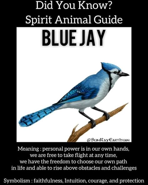 Blue Jay Meaning, Diy Witchcraft, Crow Spirit Animal, Animal Totem Spirit Guides, Animal Symbols, Shadow Work Spiritual, Spirit Animal Meaning, Spiritual Connections, Totem Animals