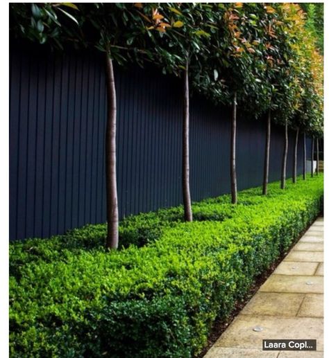 Amazing clipped shrubs and trees in front of dark grey fence Grey Fences, Blue Fence, Fencing Ideas, Types Of Fences, Fence Landscaping, Fence Ideas, Backyard Fences, Privacy Fence, Garden Landscape Design