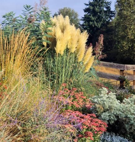 Ornamental Grass Landscape, Grasses Landscaping, Front Landscaping, Grasses Garden, Patio Landscaping, Ornamental Grasses, Landscaping Plants, Shade Garden, The Ranch