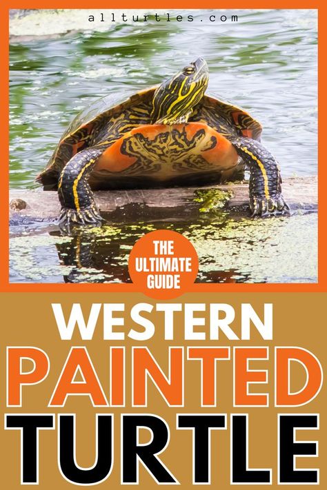 Eastern Painted Turtle, Western Painted Turtle, Painted Turtles, Eastern Box Turtle, Turtle Facts, Land Turtles, Turtle Care, Water Turtle, Painted Turtle