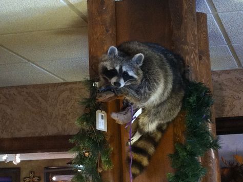 Racoon2 Raccoon Taxidermy, Wizard Raccoon, European Mount Ideas, Raccoon Taxidermy Mount, Rogue Taxidermy, Chaotic Raccoon Pictures, Animal Mounts, European Mount, Raccon Memes Humor