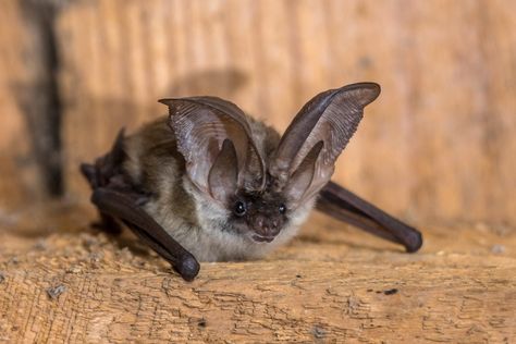 Bat Facts For Kids, Bats Science, Bat Facts, Bat Species, Bird Identification, National Geographic Kids, Nocturnal Animals, Cute Bat, Facts For Kids