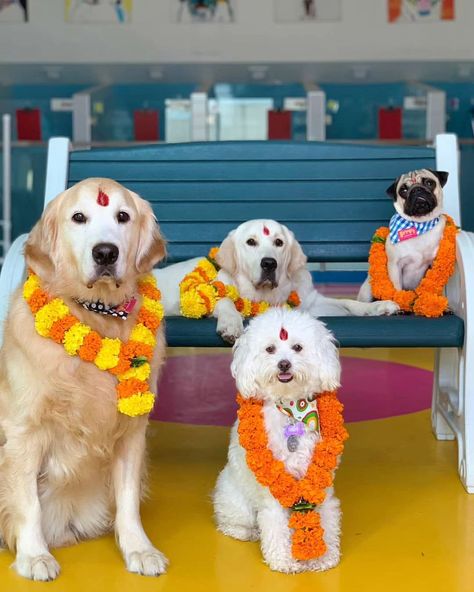 Happy Kukur Tihar! ❤️ ( 🎥 @shampoochuae ) | Instagram Tihar Festival, One Piece Episodes, Hindu Festival, Hindu Festivals, November 11, Dogs Of The World, My Heritage, Nepal, Dogs And Puppies