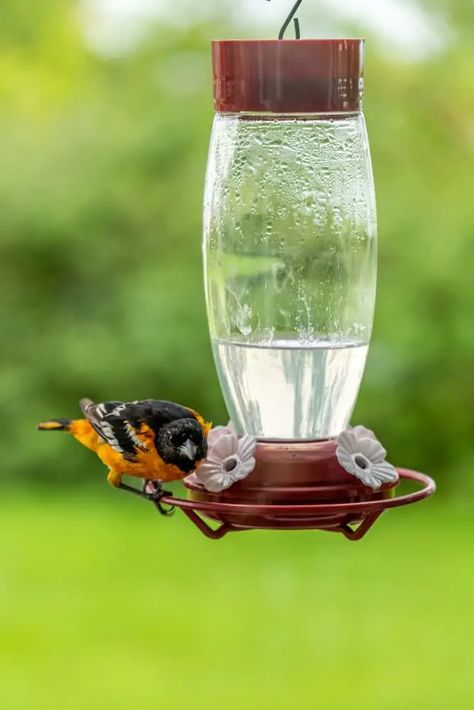 Homemade Hummingbird Nectar, Oriole Bird Feeders, Baltimore Orioles Birds, Metal Bird Feeders, Finch Bird, Squirrel Proof Bird Feeders, Oriole Bird, Petunia Flower, Baltimore Oriole