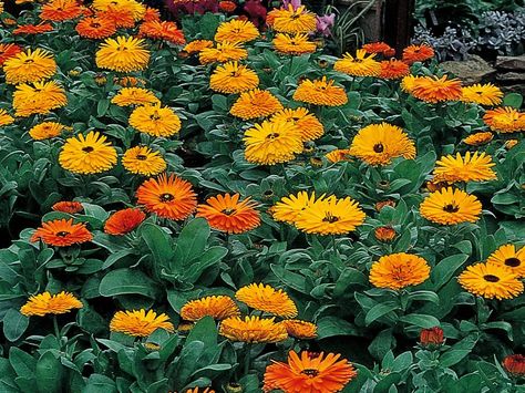 Put one of these colorful annuals in your garden beds to keep hungry bunnies at bay. Rabbit Resistant Annuals, Rabbit Resistant Flowers, Rabbit Resistant Perennials, Rabbit Repellent, Rabbit Resistant Plants, Pot Marigold, Pretty Bunny, Deer Resistant Garden, Garden Flowers Perennials