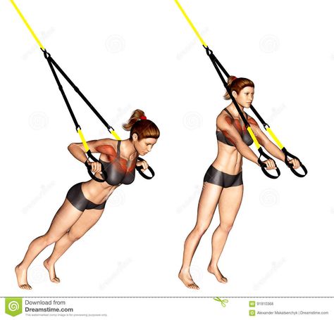 Exercising. TRX Suspender Chest Press Stock Illustration - Illustration of press, muscles: 91910368 Trx Workouts For Women, Trx Workout Plan, Trx Gym, Suspension Workout, Trx Full Body Workout, Trx Exercises, 12 Week Workout, Full Body Cardio, Trx Training