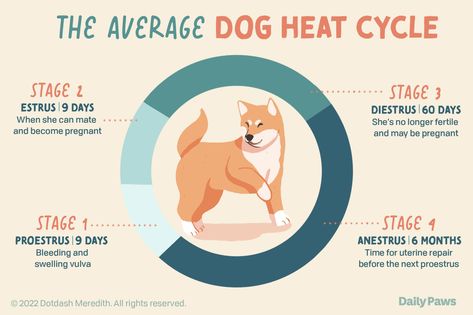 How Long Are Dogs in Heat? | Daily Paws Dog In Heat Tips, Dog Heat Cycle Chart, Dog Heat Cycle, Cycle Chart, Dog Heat, Female Dog In Heat, Dog In Heat, Vet Office, Dog Breeding