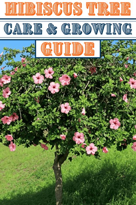 Hibiscus Tree Hibiscus Tree Care, Hibiscus Shrub, Growing Hibiscus, Hibiscus Tree, Hibiscus Garden, Hardy Hibiscus, Hibiscus Plant, Butterfly Plants, White Hibiscus