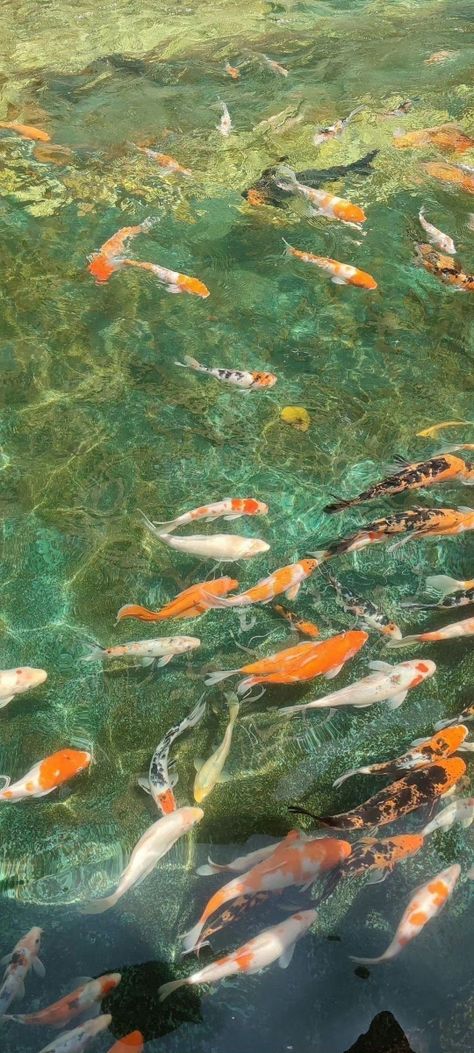 Fish In Water Aesthetic, Pond Wallpaper Aesthetic, Koi Fish Wallpaper Aesthetic, Fish Pond Wallpaper, Pretty Koi Fish, Fish Wallpaper Iphone, Pond Background, Pond Aesthetic, My Iphone Wallpaper