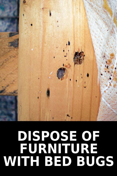 How to Dispose of Furniture with Bed Bugs Getting Rid Of Bed Bugs Fast, How To Check For Bed Bugs, Bed Bugs How To Get Rid Of Fast, Bed Bugs How To Get Rid Of, How To Clean Bed, Homemade Flea Spray, Bed Bug Trap, Signs Of Bed Bugs, Luxury Bed Design