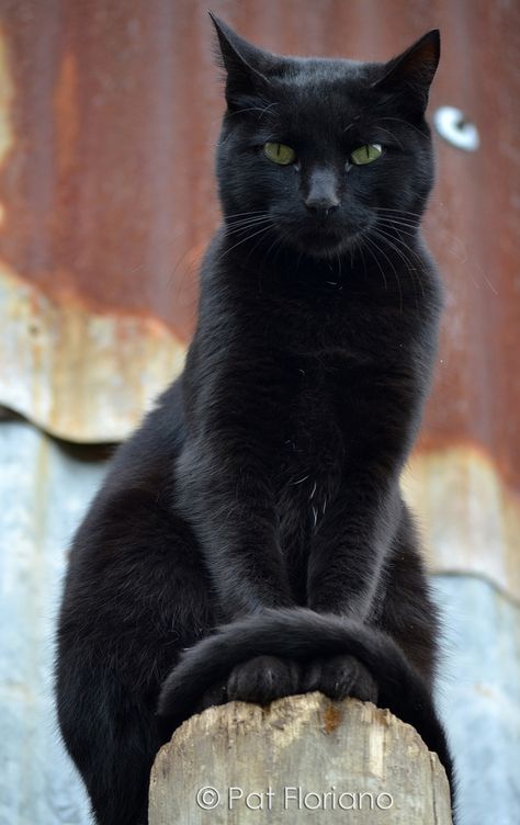 Black Cat! Acho lindo demais gato preto. Gente que perfeição .. Da vontade de ficar beijado o tempo todo. Muito lindo muito fofo Cats Photos, A Black Cat, Airbrush Art, White Cats, Domestic Cat, Cute Kittens, Cats Meow, Pretty Cats, Beautiful Cats