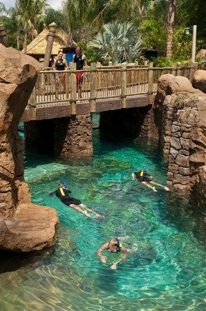 In the Grand Reef, families can seek discoveries along the water’s edge or cross a bridge to see sharks swimming below. Discovery Cove Orlando, Cross Fingers, Disneyland Florida, Mermaid House, Sharks Swimming, Florida Images, Zoo Ideas, Florida Attractions, Seaworld Orlando