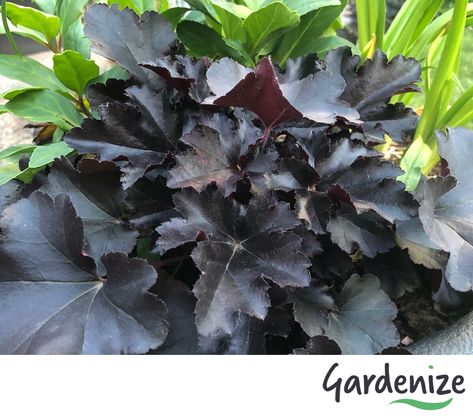 Heuchera hybrida 'Black Pearl' Black Pearl, Plants, Flowers, Black