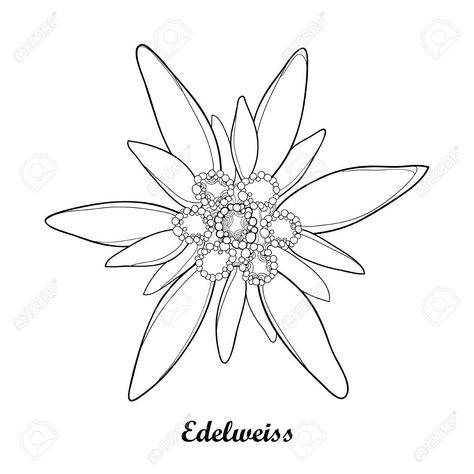 Alp Mountains, Edelweiss Tattoo, Alpine Flowers, Edelweiss Flower, Book Background, Flower Stencil, Vector Flowers, Dope Tattoos, Symbolic Tattoos