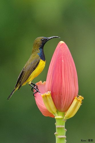 Olive-backed Sunbird (Cinnyris jugularis) on Flower Sun Bird, Kinds Of Birds, Airbrush Art, All Birds, Exotic Birds, Bird Pictures, Pretty Birds, Bird Photo, Colorful Birds