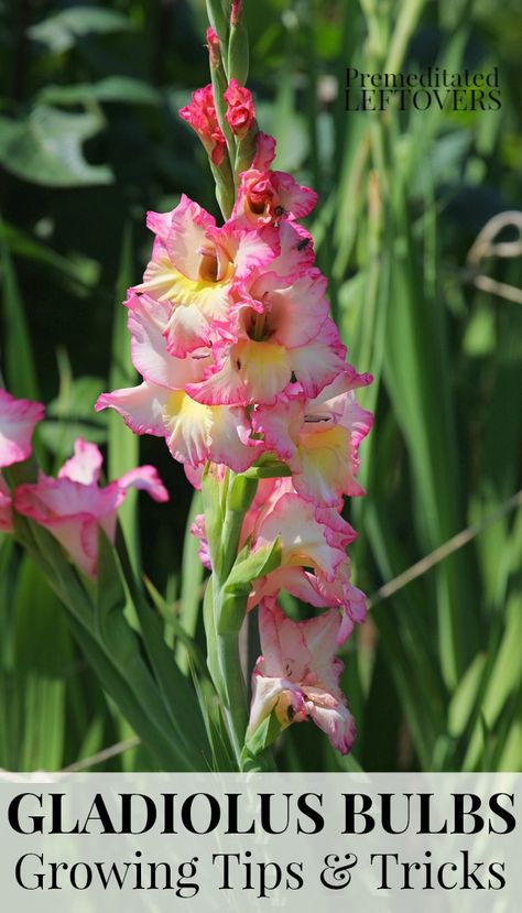 Growing Gladiolus, Height Tips, Perennial Garden Plans, Gladiolus Bulbs, Gladiolus Flower, Backyard Garden Layout, Backyard Garden Landscape, Gladioli, Small Backyard Gardens