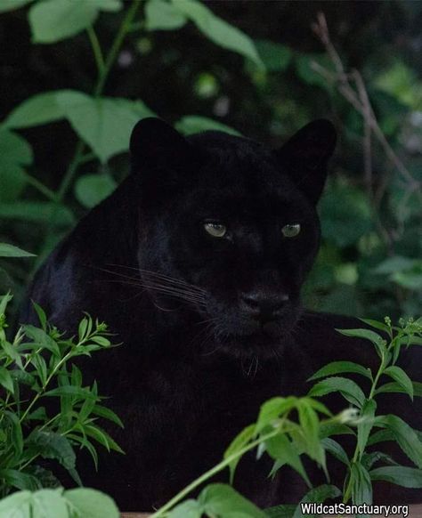 Black Jaguar Animal, Jaguar Panther, Panther Pictures, Panther Cat, Jaguar Animal, Black Jaguar, Exotic Cats, Black Panthers, Sweet Animals