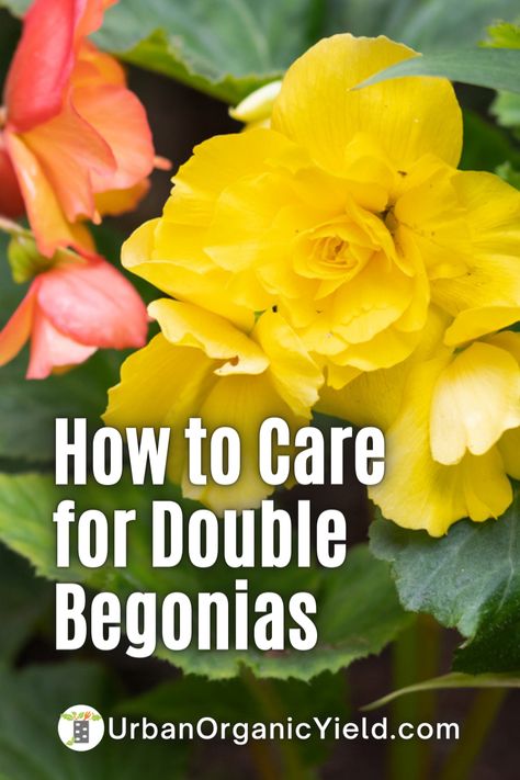 How To Care For Begonias, Potted Begonias, Double Begonias, Begonia Care, Begonias In Pots, Tuberous Begonia, Plant Maintenance, Homestead Gardens, Container Gardening Flowers