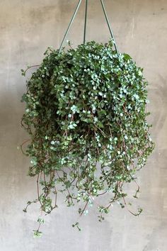 48 Christmas 2021 ideas Calathea Varieties, Pilea Glauca, Plant Obsession, Plant Types, Indoor Plant Wall, Ground Covers, Bottle Garden, Trailing Plants, Evergreen Plants