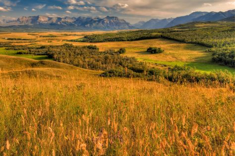 En route to the Montana Border in Alberta, you'll witness spectacular lookouts off the highway. The vast landscape shows of the Prairies is framed by the beautiful backdrop of the Rocky Mountains. Alberta Prairie Landscape, Vast Landscape, Waterton National Park, Waterton Lakes National Park, Alberta Travel, Alberta Canada, Summer Landscape, Take Better Photos, Cool Landscapes