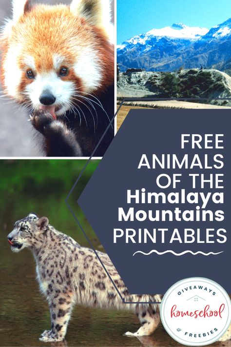 The animals of the Himalaya Mountains are some of the cutest and most unusual animals. Check out these free printables to learn more about them. Animal Unit Study, Panda Craft, Animal Studies, Himalayas Mountain, Animal Printables, Homeschool Freebies, Geography Lessons, Homeschooling Ideas, Asian Elephant