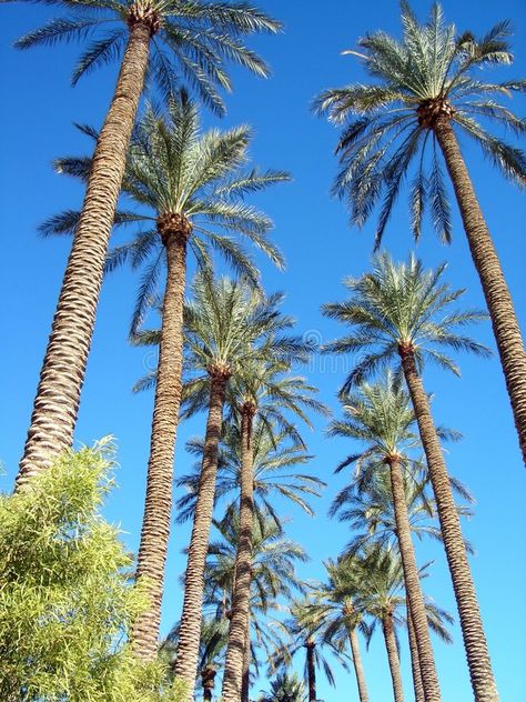 Vegas Palm Trees, Las Vegas Boulevard, Palm Tree, Palm Trees, Stock Photography, Las Vegas, Photo Image, Trees, Portfolio