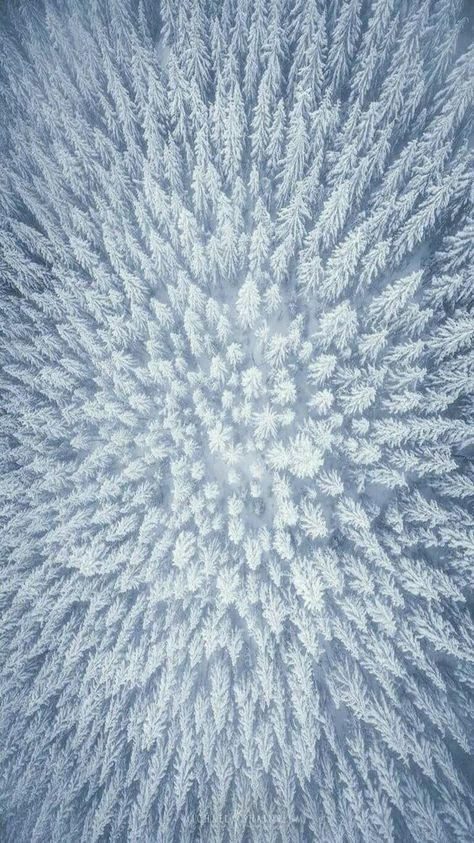 Photography Winter, Aerial Images, Snow Covered Trees, Snowy Forest, Winter Scenery, Winter Beauty, Snow Scenes, Winter Wonder, Drone Photography