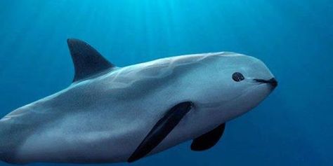 The vaquita is a porpoise species (not a dolphin species), but is considered the world’s most-endangered cetacean (after Maui’s dolphin), and thus warrants mentioning. It is listed as Critically Endangered by the IUCN, with as few as 560 animals alive today. Their numbers have been drastically reduced in recent decades due to entanglement in fishing gear – specifically gillnets. #dolphins #CA #LongBeach #Cruises Sea Cow, Extinct Animals, Rare Animals, Fish Swimming, Endangered Animals, Marine Mammals, Narwhal, Marine Animals, Endangered Species