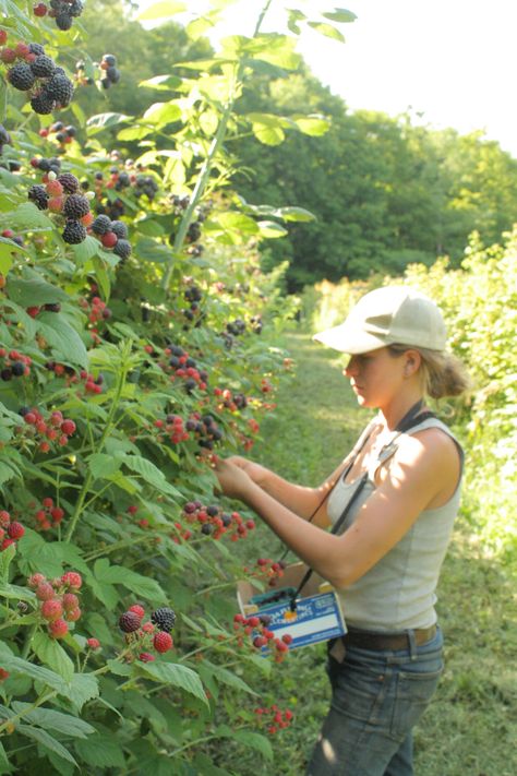 Black Raspberries, Black Caps, Black Raspberry, Beautiful Flowers Wallpapers, Fruit Plants, Tree Farm, Tree Farms, Black Cap, Permaculture