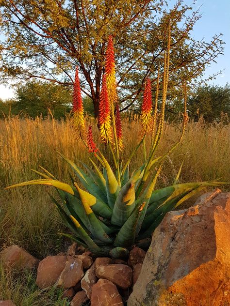 African Garden Design, Aloe Flower, Desert Plants Landscaping, Succulent Garden Indoor, African Plants, Strange Flowers, Coastal City, Succulent Garden Diy, State Capital