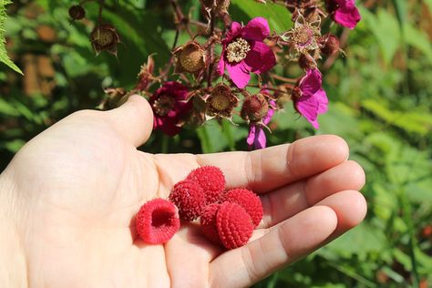 How to Plant an Orchard for Year Round Fruit (Even in Cold Climates) Berry Plants, Plant Book, Bee Garden, Wild Edibles, Starter Plants, Wild Plants, Growing Seeds, Fruit Garden, Mother Plant