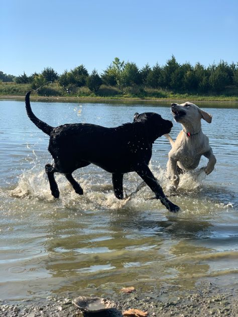 #Swim #Puppy #Dog #LabradorRetriever #LabradorPuppy #CuteAnimals #DogMom #DogLady #LoveDogs Puppy Dog, Puppy Love, Dog Mom, Labrador Retriever, Labrador, Swimming, Puppies, Dogs, Animals