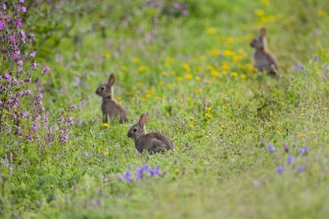 Wildlife photographer David Chapman gives tips and guidance on how to photograph wild rabbits and hares. Rabbits Cute, Wild Rabbits, Changing Aesthetic, Young Rabbit, Spring Challenge, Nature Therapy, Wild Hare, Animals Tattoo, Tattoo Nature