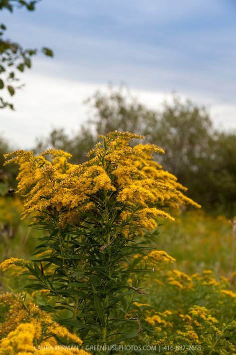 Canada goldenrod - sun, part- shade - moist, dry Canada Goldenrod, Solidago Canadensis, Horticulture Therapy, Wildflower Embroidery, Fall Perennials, Garden Mural, Garden Farm, Hay Fever, Golden Rod