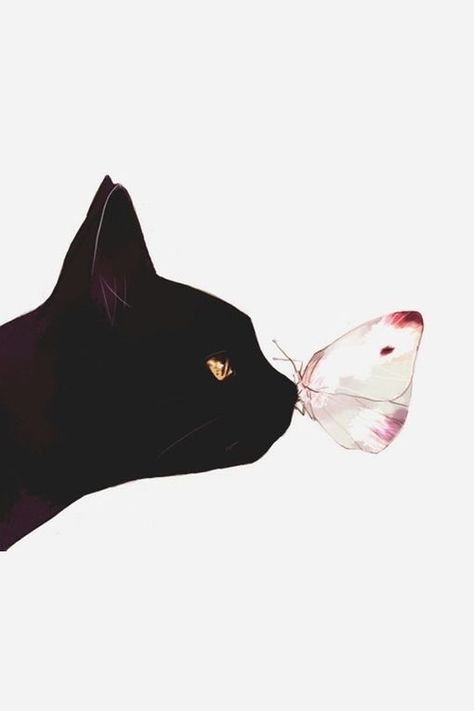 A Black Cat, A Butterfly, A Black, Black Cat, White, Black