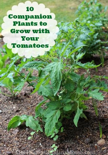 Compost Container, You Nails, Growing Organic Tomatoes, Companion Gardening, Garden Companion Planting, Growing Tomatoes In Containers, Companion Plants, Plants To Grow, Tomato Garden