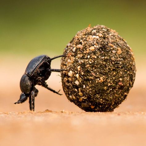 Dung Beetle / Bousier / Image by William Steel Dung Beetle, Reptiles, Bugs, Insects, Canvas, Photography, Animals, Art, Bugs And Insects