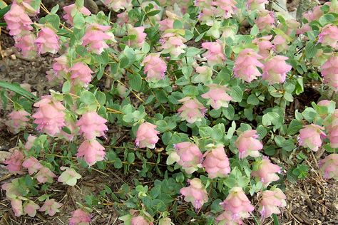 How to Plant and Grow Ornamental Oregano Driveway Plants, Ornamental Oregano, Oregano Plant, Big Leaf Hydrangea, Bigleaf Hydrangea, Hydrangea Varieties, Smooth Hydrangea, Panicle Hydrangea, Hydrangea Bloom