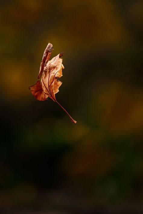 Leaf Falling Video, Leaves Falling Aesthetic, Falling Leaves Aesthetic, Falling Leaves Photography, Autumn Leaf Aesthetic, Leafs Aesthetic, Leaf Reference, Leaf Pic, Falling Aesthetic