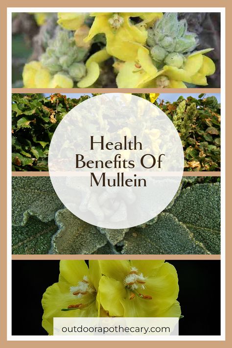 Dive into the world of herbal healing with Mullein, a plant with remarkable benefits for respiratory health. Learn how this natural wonder can soothe coughs, clear congestion, and support your lungs. Perfect for herbal enthusiasts and natural remedy seekers. #HerbalRemedy #MulleinBenefits #NaturalHealing Mullein Plant Benefits, Mullien Plant Benefits, Mullein Benefits, Benefits Of Mullein, Plant Benefits, Herb Gardening, Plant Medicine, Women Health Care, Magical Herbs